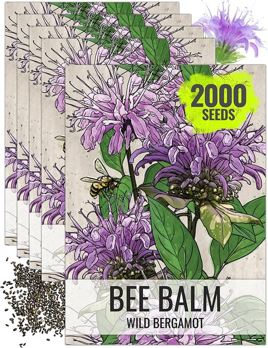 Seed Needs Bee Balm Seeds for Planting Wild Bergamot - Heirloom & Open Pollinated Perennial Flowers to Grow a Butterfly Garden to Attract Bees, Butterflies & Other Pollinators (5 Packs)