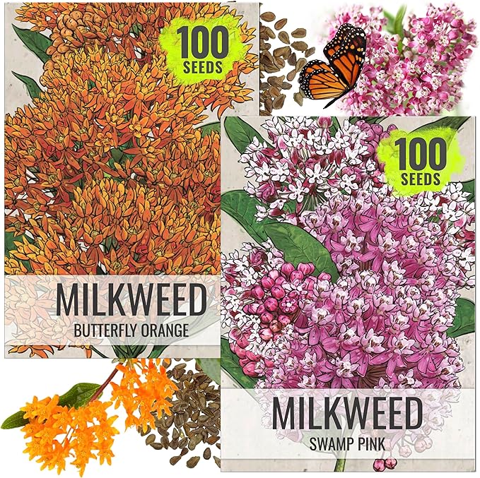 Seed Needs Milkweed Seeds for Planting Butterfly Orange/Swamp Pink Asclepias Flowers - Heirloom Wildflowers to Attract Monarch Butterflies to a Butterfly Garden (2 Pack Duo)