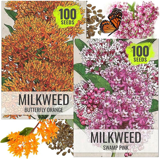 Seed Needs Milkweed Seeds for Planting Butterfly Orange/Swamp Pink Asclepias Flowers - Heirloom Wildflowers to Attract Monarch Butterflies to a Butterfly Garden (2 Pack Duo)