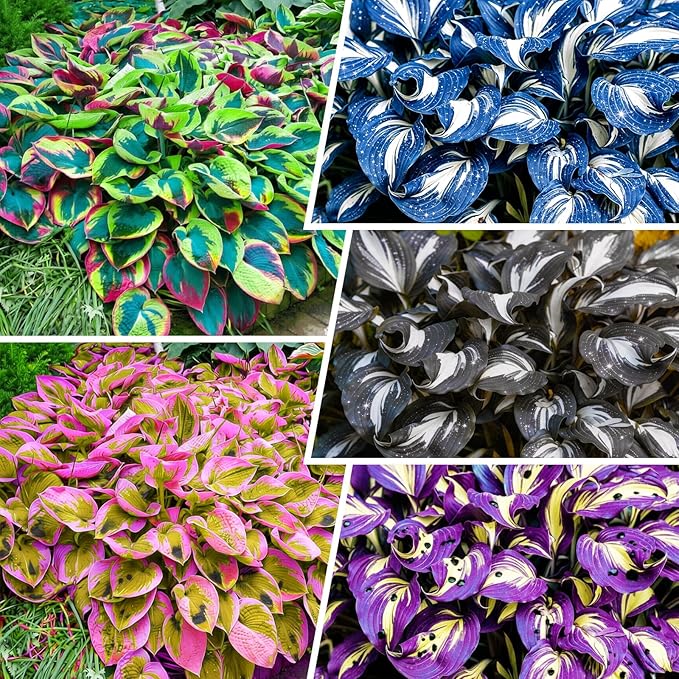 330+ Mixed Color Hosta Seeds for Planting - Shade-Tolerant Perennials, Dual Use for Ground Cover & Pots, Create Cool Shaded Gardens