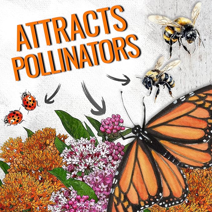 Seed Needs Milkweed Seeds for Planting Butterfly Orange/Swamp Pink Asclepias Flowers - Heirloom Wildflowers to Attract Monarch Butterflies to a Butterfly Garden (2 Pack Duo)