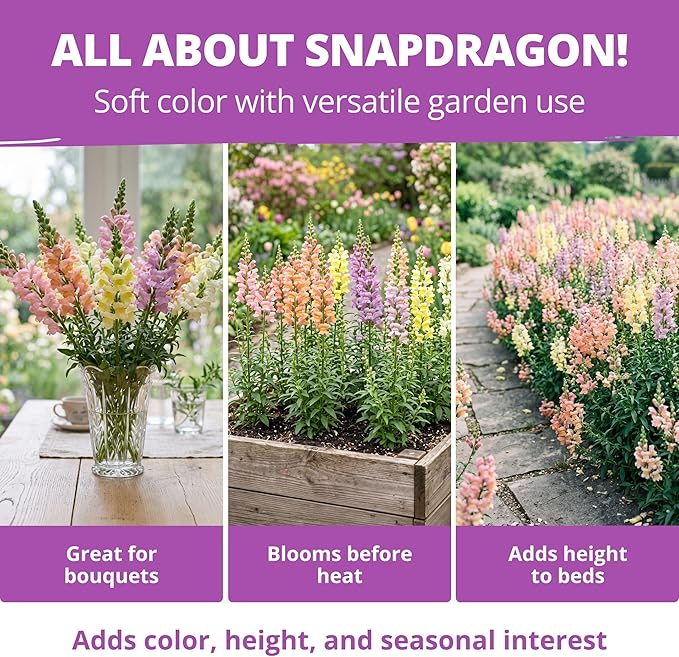 HOME GROWN Northern Lights Snapdragon Seeds (~6,000) – Lavender, Pink, Peach & Yellow Pastel Mix Flower Seeds, Cool Season Cut Flowers, Heirloom Non-GMO Antirrhinum majus for Beds, Borders & Bouquets