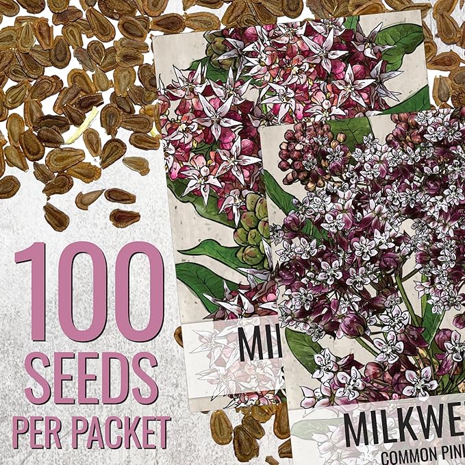 Seed Needs Milkweed Seeds for Planting Showy Pink/Common Pink Asclepias Flowers - Heirloom Wildflowers to Attract Monarch Butterflies to a Butterfly Garden (2 Pack Duo)