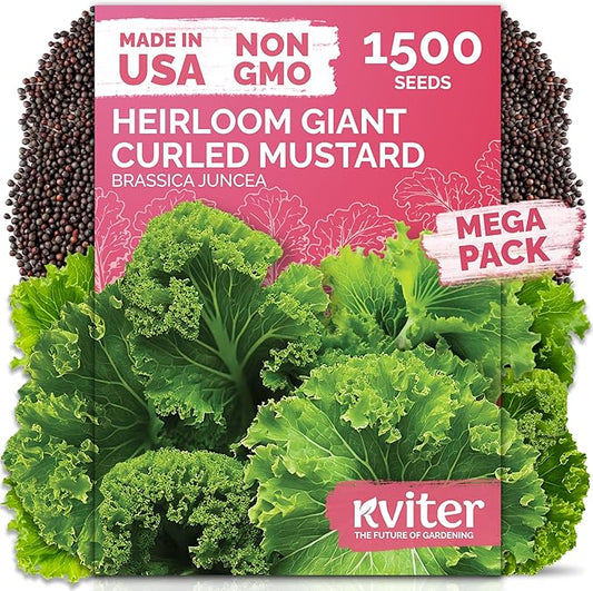 KVITER 1500 Southern Giant Curly Mustard Seeds (Brassica juncea) – Non GMO Heirloom Fast Growing Mustard Seed Packets – Vegetable Seeds for Planting Leafy Greens for Home Garden Spring & Fall Planting