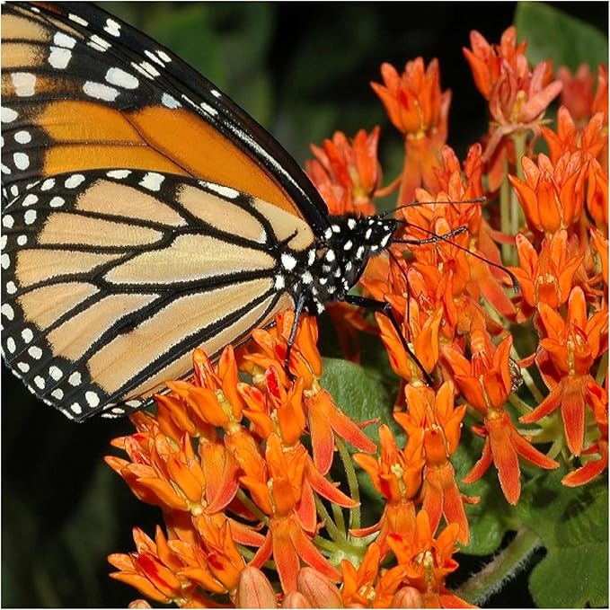 Seed Needs Milkweed Seeds for Planting Butterfly Orange/Swamp White Asclepias Flowers - Heirloom Wildflowers to Attract Monarch Butterflies to a Butterfly Garden (2 Pack Duo)