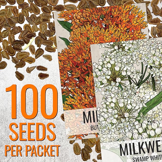 Seed Needs Milkweed Seeds for Planting Butterfly Orange/Swamp White Asclepias Flowers - Heirloom Wildflowers to Attract Monarch Butterflies to a Butterfly Garden (2 Pack Duo)