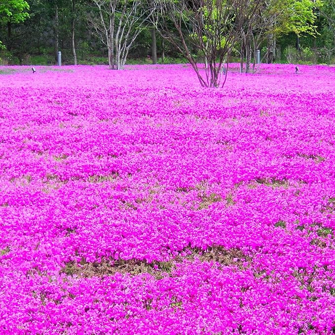 CarpetC 1000+ Creeping Phlox Seeds for Planting, Ground Cover Purple Flowers Star-Shaped Blooms, Phlox subulata Non-GMO Heirloom for Garden Borders Home Containers