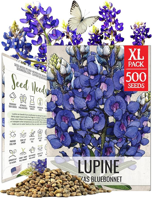 Seed Needs Texas Bluebonnet Seeds for Planting Blue Lupinus Flowers - Heirloom & Open Pollinated Wildflower Seed to Plant an Outdoor Butterfly Garden to Attract Pollinators (XL Pack)