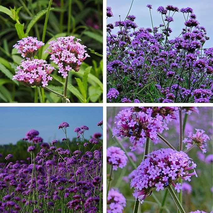 Verbena Seeds for Planting, 5000 Non-GMO Verbena Seeds, Perennial Wildflower and Ground Cover Plant Seed for Home Garden, Potted Decoration