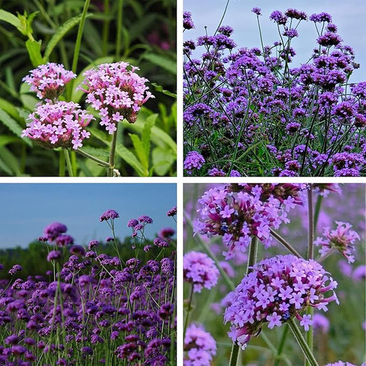 Verbena Seeds for Planting, 5000 Non-GMO Verbena Seeds, Perennial Wildflower and Ground Cover Plant Seed for Home Garden, Potted Decoration