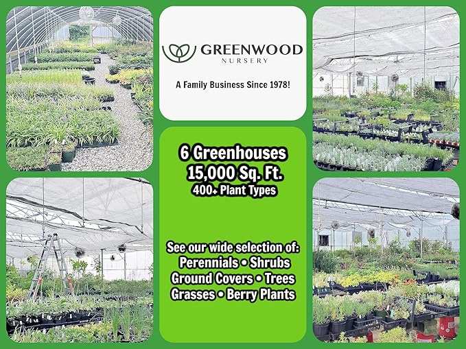 Greenwood Nursery: Live Shrub Plants - 'Black Knight' Butterfly Bush + Buddleja/Buddleia Davidii - [Qty: 3X Pint Pots] - (Click for Other Available Plants/Quantities)