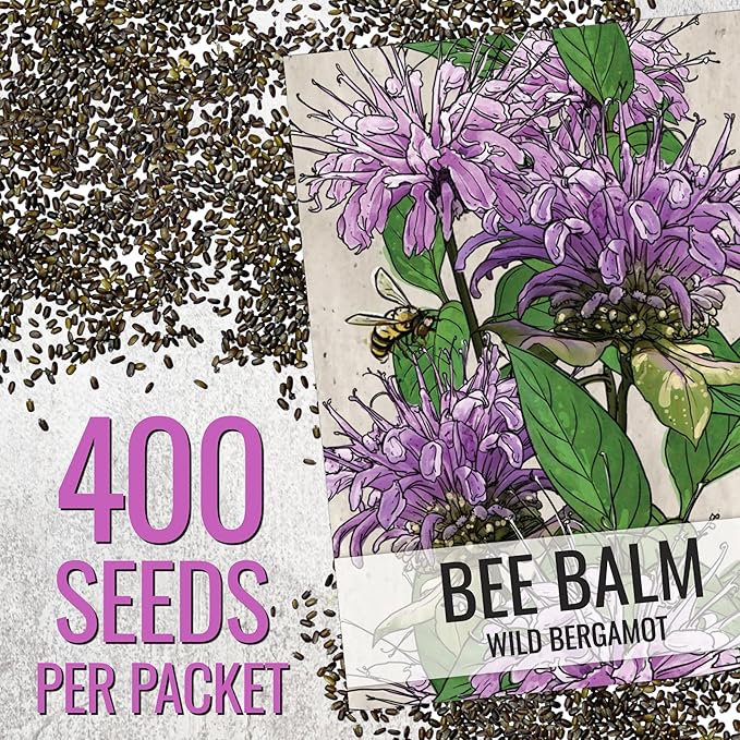 Seed Needs Bee Balm Seeds for Planting Wild Bergamot - Heirloom & Open Pollinated Perennial Flowers to Grow a Butterfly Garden to Attract Bees, Butterflies & Other Pollinators (2 Packs)