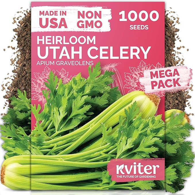 KVITER 1000 Tall Utah Celery Seeds (Apium graveolens) – Celery Seed Packets Home Grown – Non GMO Heirloom Vegetable Garden Seeds for Planting, Outdoor & Indoor Garden Beds, Containers