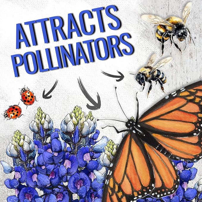 Seed Needs Texas Bluebonnet Seeds for Planting Blue Lupinus Flowers - Heirloom & Open Pollinated Wildflower Seed to Plant an Outdoor Butterfly Garden to Attract Pollinators (XL Pack)