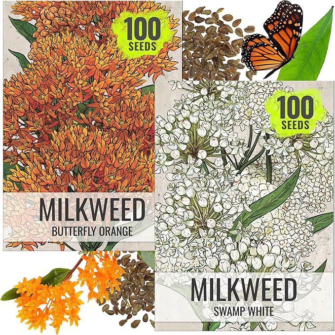 Seed Needs Milkweed Seeds for Planting Butterfly Orange/Swamp White Asclepias Flowers - Heirloom Wildflowers to Attract Monarch Butterflies to a Butterfly Garden (2 Pack Duo)
