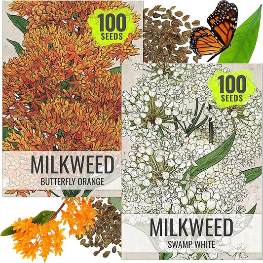 Seed Needs Milkweed Seeds for Planting Butterfly Orange/Swamp White Asclepias Flowers - Heirloom Wildflowers to Attract Monarch Butterflies to a Butterfly Garden (2 Pack Duo)
