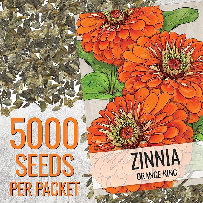 Seed Needs Zinnia Seeds Orange King Variety Fast Blooming | 5,000+ Heirloom & Open Pollinated Seeds | Annual Cut Flowers Large Blooming | Bulk