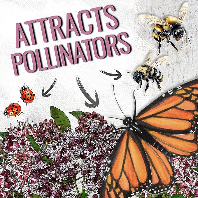 Seed Needs Milkweed Seeds for Planting Showy Pink/Common Pink Asclepias Flowers - Heirloom Wildflowers to Attract Monarch Butterflies to a Butterfly Garden (2 Pack Duo)