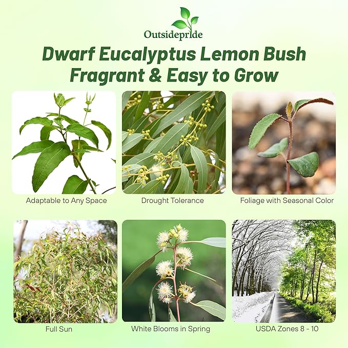 Outsidepride Lemon Bush Eucalyptus Seeds - 25 Pcs. Perennial, Easy to Grow & Drought Tolerant, Flower Seeds for Planting Fragrant, Vibrant Blooms for Landscaping & Pollinator Gardens