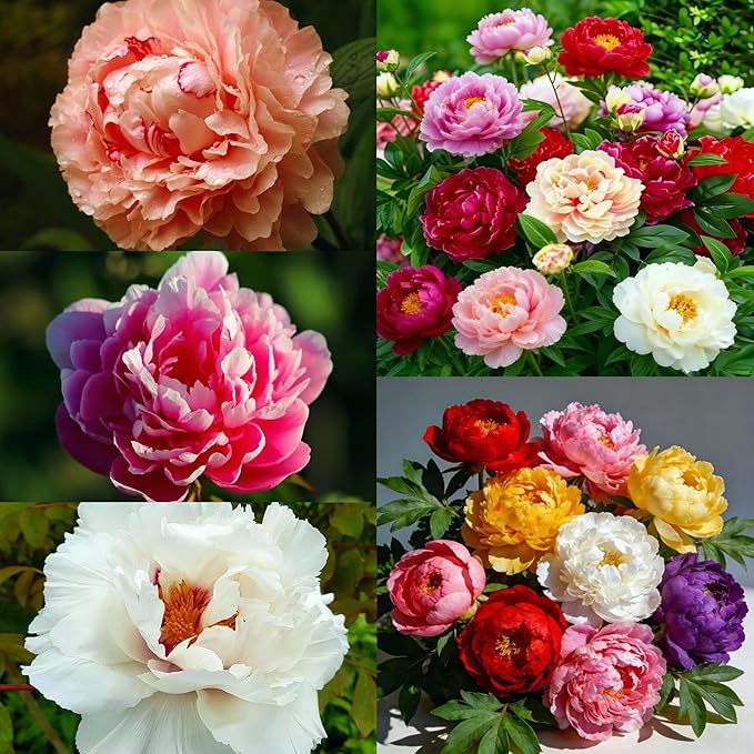 CarpetC 200+ Mixed Peony Seeds for Planting, Paeonia Hardy Perennial with Large Fragrant Blooms, Non-GMO Heirloom for Garden, Home Containers and Cut Flowers