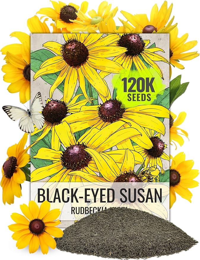 Seed Needs Black Eyed Susan Seeds for Planting | 120,000+ Seeds Rudbeckia Hirta Perennial Yellow Flowers | Bulk 1.4 Ounce Resealable Pouch | Black-Eyed Susan Garden Favorite