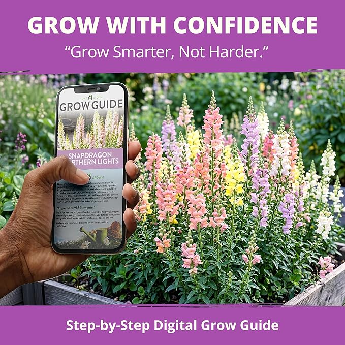 HOME GROWN Northern Lights Snapdragon Seeds (~6,000) – Lavender, Pink, Peach & Yellow Pastel Mix Flower Seeds, Cool Season Cut Flowers, Heirloom Non-GMO Antirrhinum majus for Beds, Borders & Bouquets