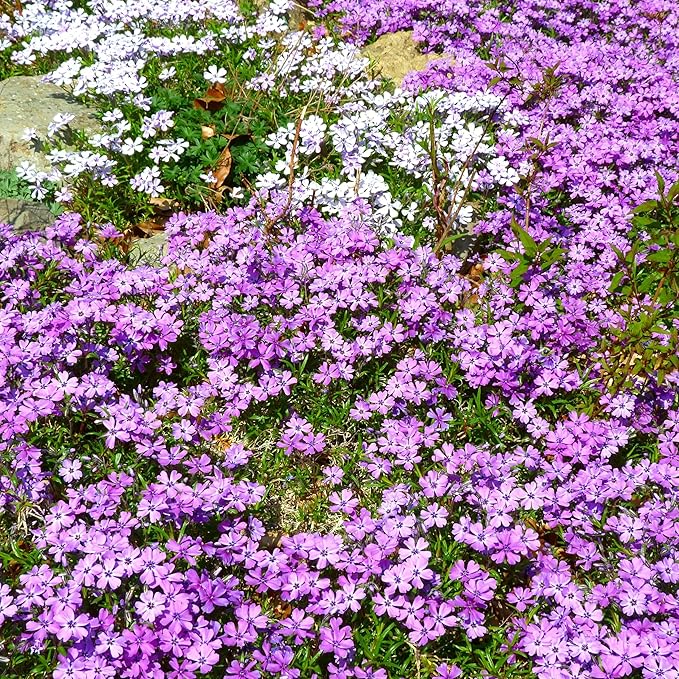 CarpetC 1000+ Creeping Phlox Seeds for Planting, Ground Cover Purple Flowers Star-Shaped Blooms, Phlox subulata Non-GMO Heirloom for Garden Borders Home Containers