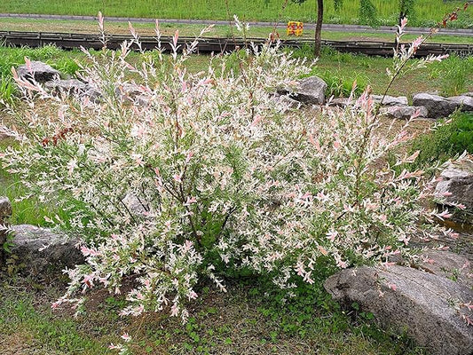 Greenwood Nursery: Live Shrub Plants - 'Hakuro-Nishiki' Japanese Dappled Willow + Salix Integra - [Qty: 1x Quart Pot] - (Click for Other Available Plants/Quantities)